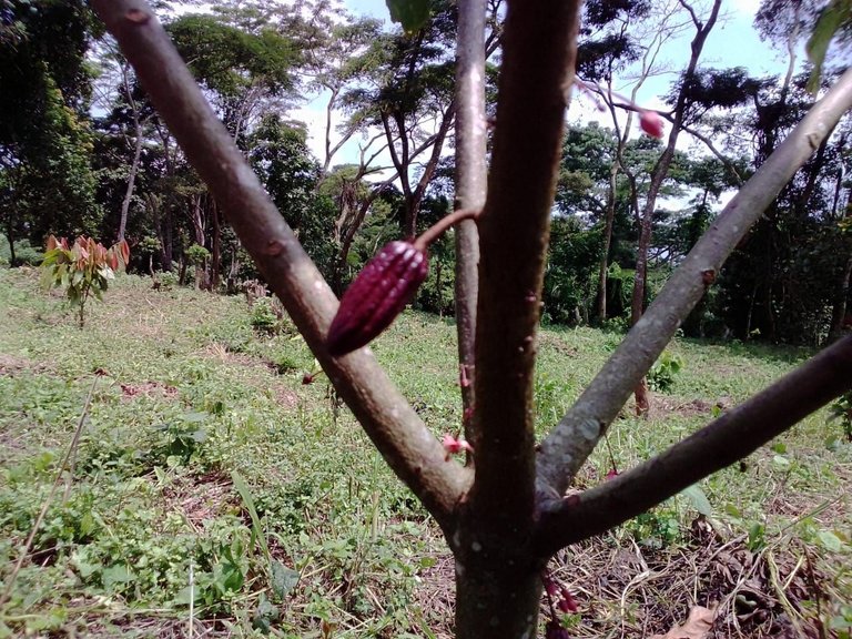 Vagem de cacau colhida à mão numa machamba angolana